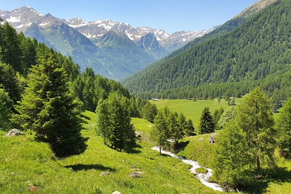 A scenic mountain landscape with lush green trees, a small stream, and snow-capped peaks in the background.
